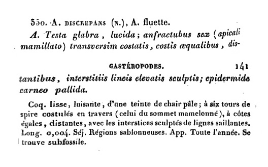 Rissoidae nel Mediterraneo: Genere Alvania